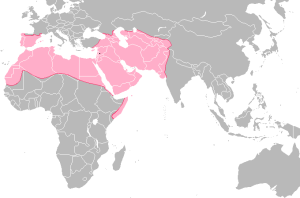 Umayyad-Empire